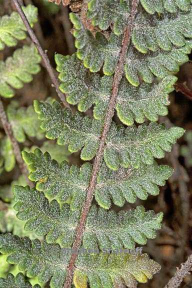 cheilanthes bonariensis 2 graphic